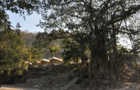 Banyan by the Ganges