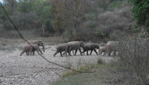 Elephants at Rajaji National Park